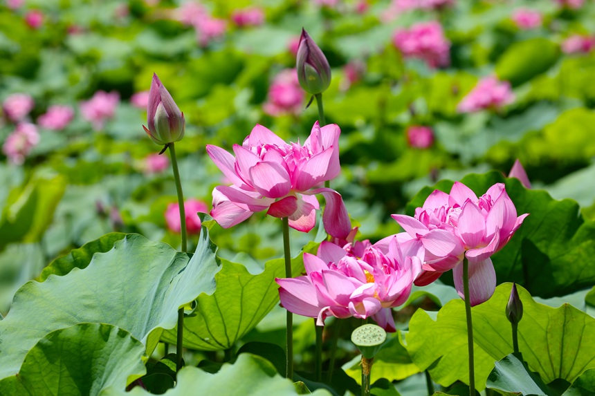 荷花盛開。