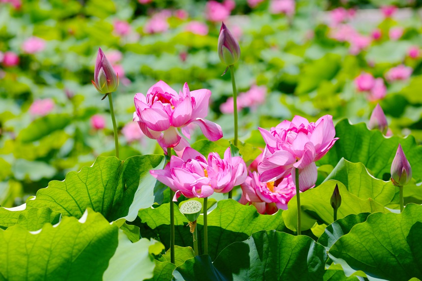 荷花盛開。