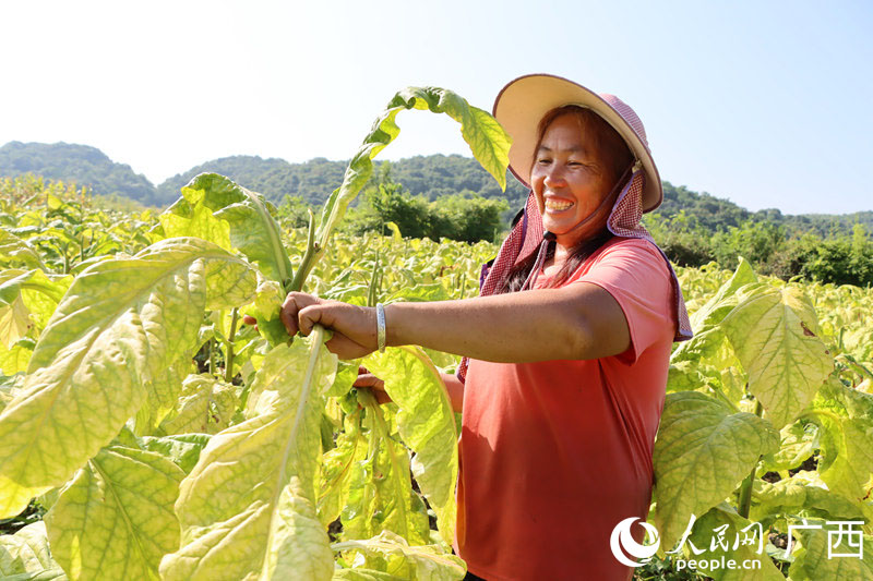 朱群娥正在煙田采摘煙葉。 人民網(wǎng) 付華周攝