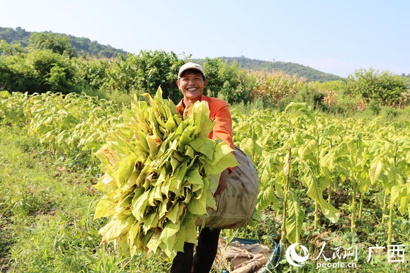 煙農(nóng)喜迎豐收。 人民網(wǎng) 付華周攝