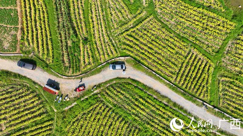 曹里村煙田中待采摘的“黃金葉”。 人民網(wǎng) 付華周攝