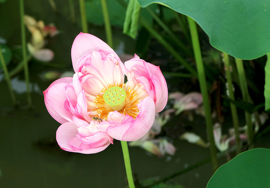 盛開的荷花引來蜜蜂采蜜。