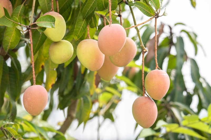 芒果產(chǎn)業(yè)成為富民增收的主要產(chǎn)業(yè)。