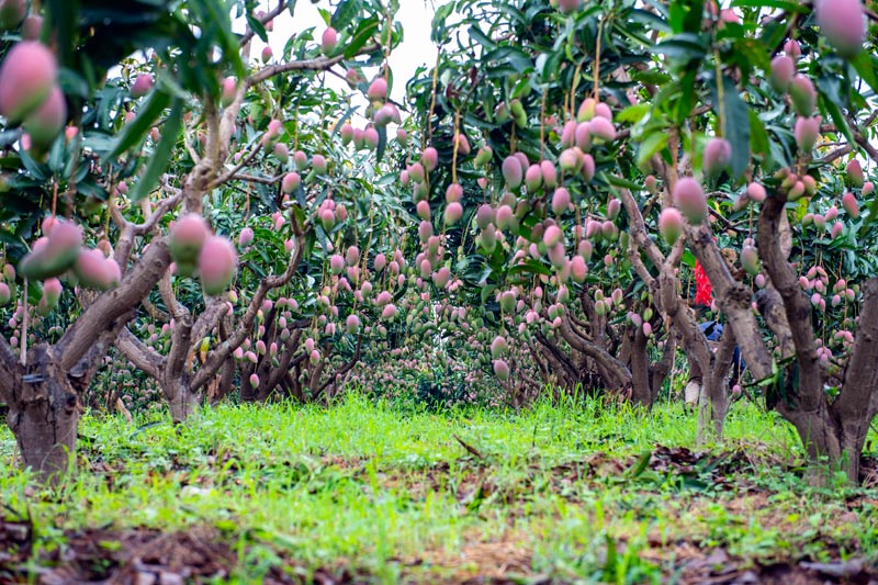芒果產(chǎn)業(yè)成為富民增收的主要產(chǎn)業(yè)。