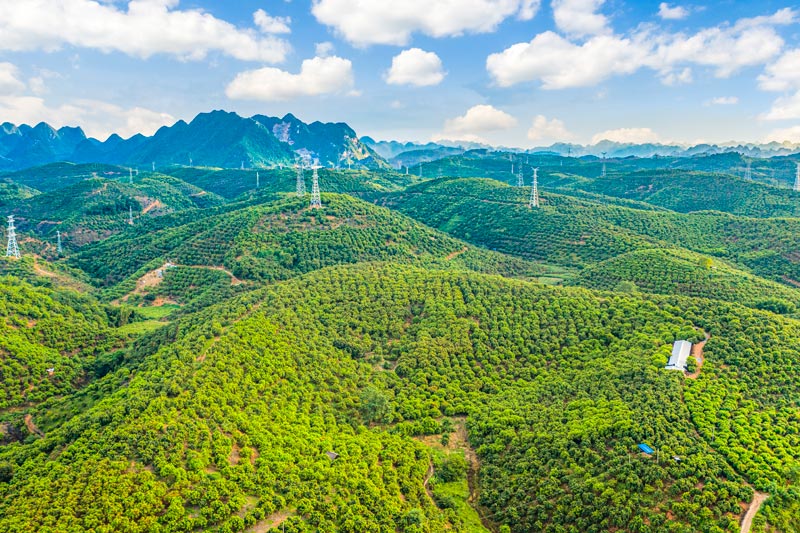 芒果產(chǎn)業(yè)成為助農(nóng)增收支柱產(chǎn)業(yè)，圖為田東縣林逢鎮(zhèn)福蘭村芒果基地。