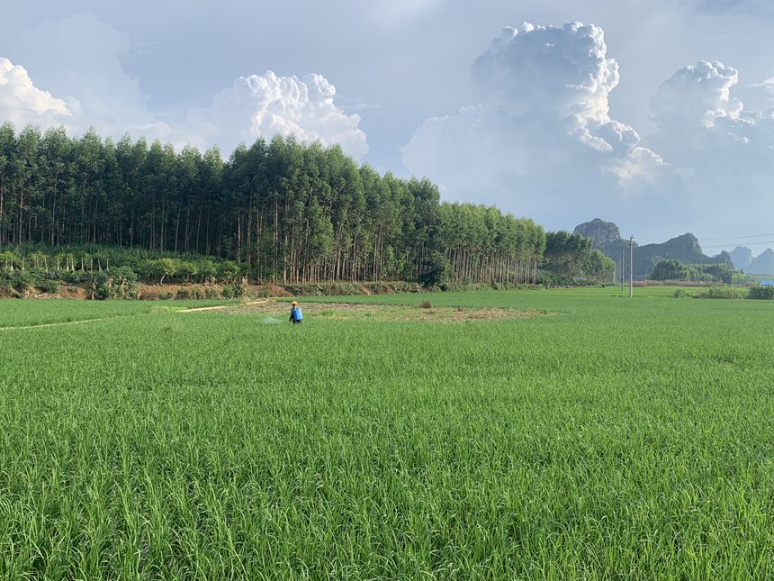 圖2:村民正在噴灑農(nóng)藥