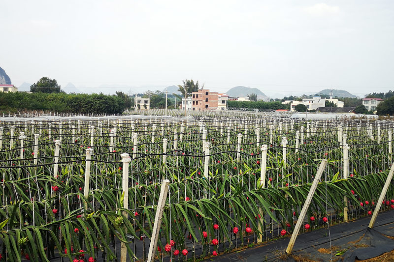 紅龍果種植。計田田攝