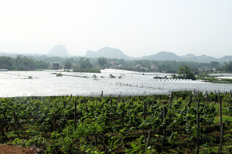 葡萄產(chǎn)業(yè)。計田田攝