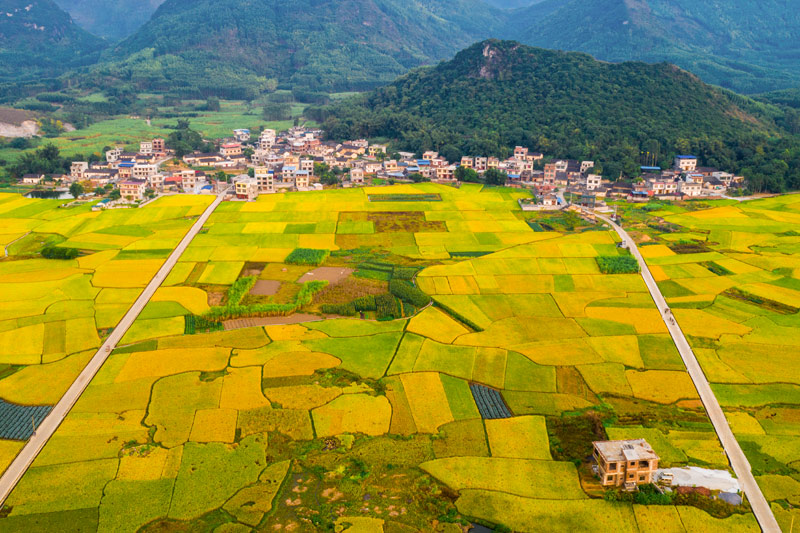 “一都米”產(chǎn)業(yè)。計田田攝