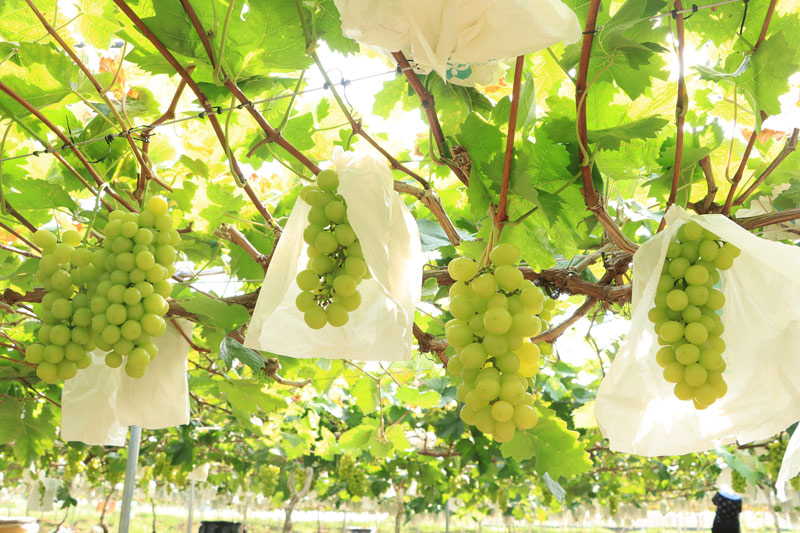 “陽光玫瑰”成熟飄香。