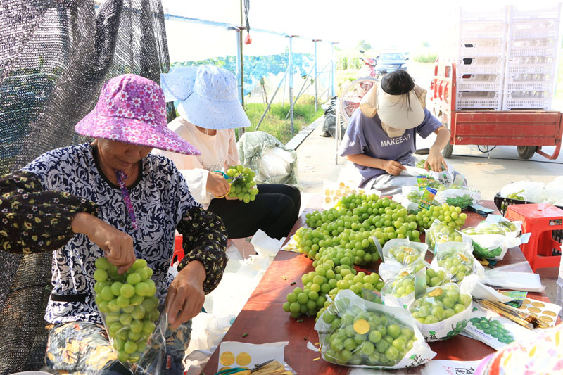 包裝“陽光玫瑰”葡萄。