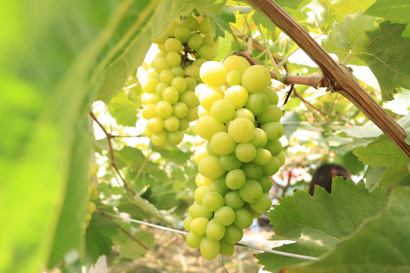 “陽光玫瑰”葡萄喜獲豐收。