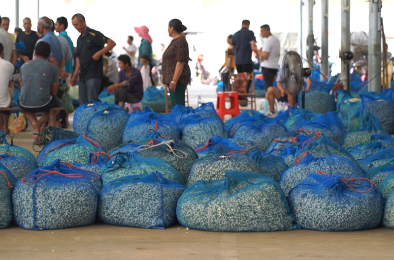 繁忙的橫州市校椅鎮(zhèn)石井村茉莉花交易市場(chǎng)。橫州市融媒體中心供圖