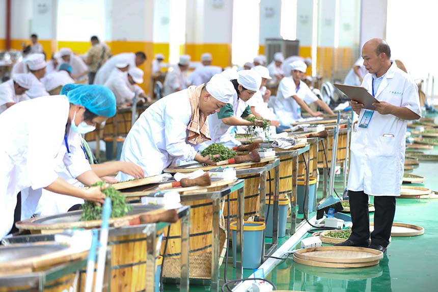 參賽選手在參加制茶實(shí)操比賽。龔普康攝