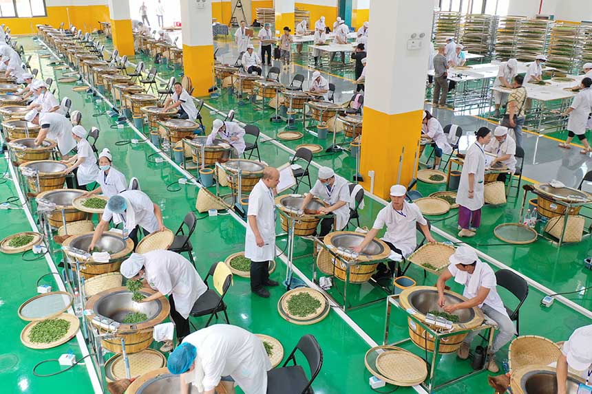 參賽選手在參加制茶實操比賽。龔普康攝