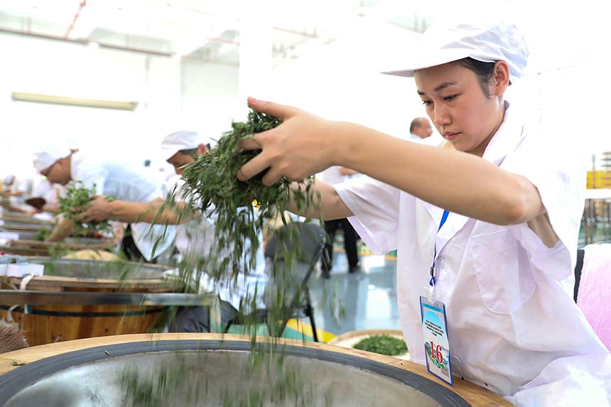 一名參賽選手在參加制茶實(shí)操比賽。龔普康攝