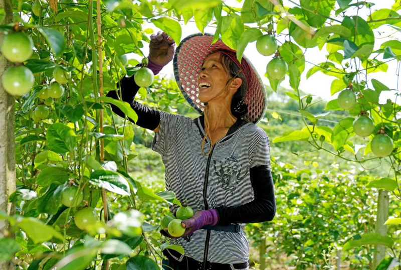 村民采摘百香果。