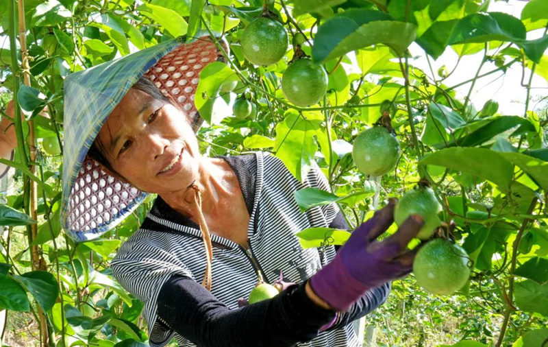 查看百香果長(zhǎng)勢(shì)和品相。