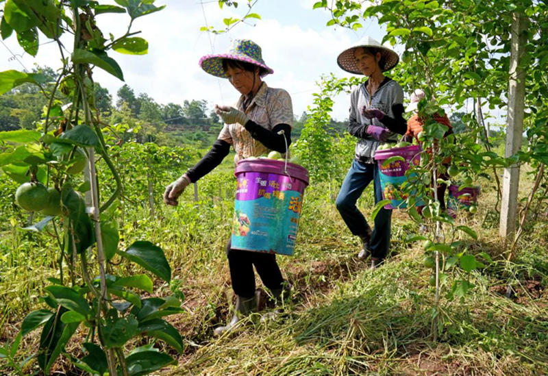 搬運百香果。