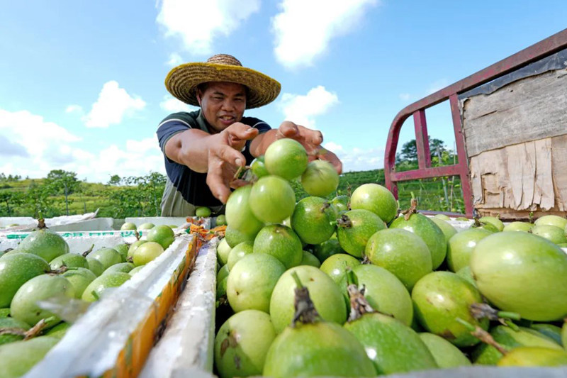 裝車外運(yùn)。