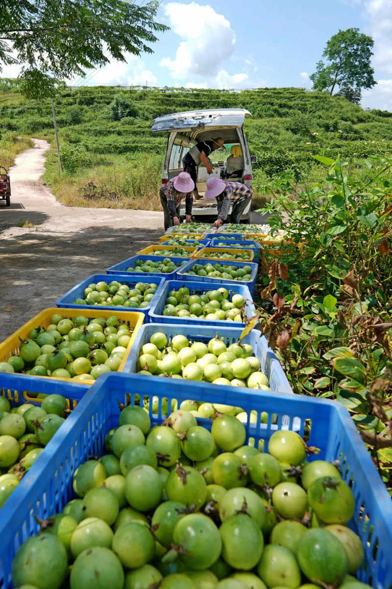 裝車外運(yùn)。