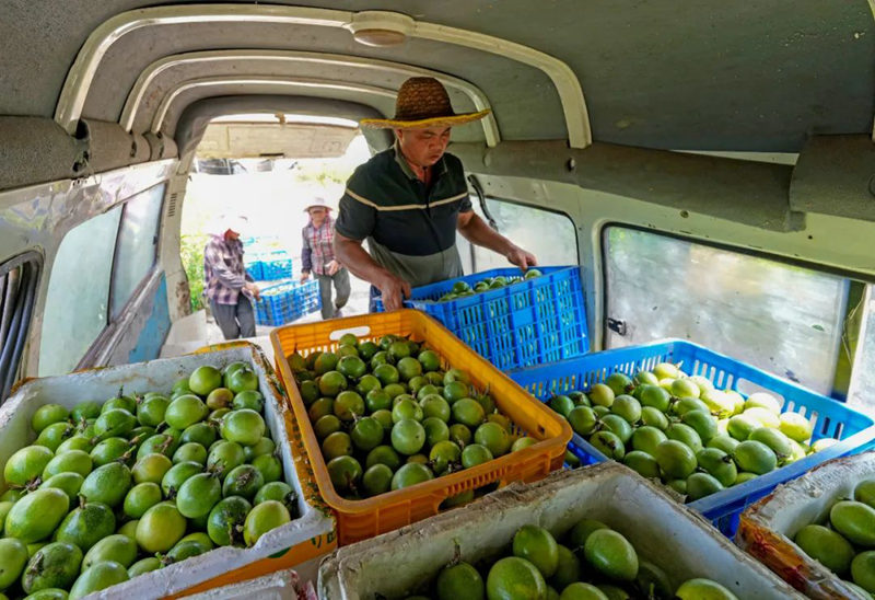 裝車外運(yùn)。