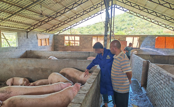 李紅星幫助刑滿釋放人員辦起養(yǎng)豬場。盤福妹攝