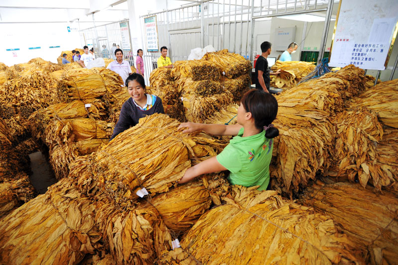 靖西市化峒鎮(zhèn)三友村村集體經(jīng)濟(jì)烤煙大豐收場景。