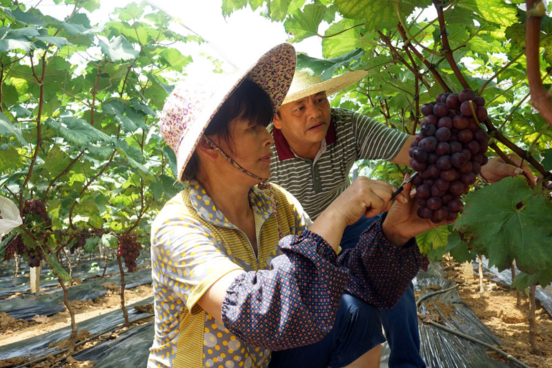 靖西市武平鎮(zhèn)多納村村民在采摘葡萄。
