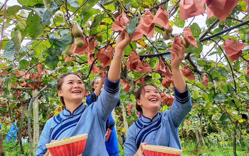 樂業(yè)獼猴桃2022年采摘上市。