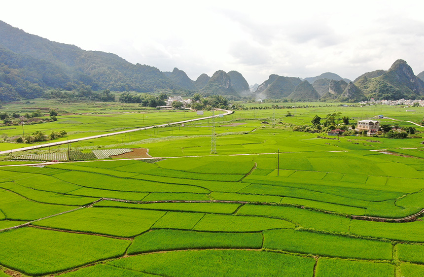 連片的水稻長勢喜人。