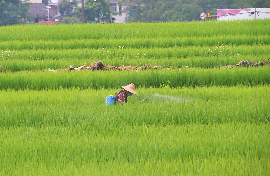 農(nóng)戶在護(hù)理水稻。