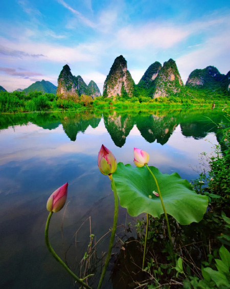 手機(jī)類(lèi)三等獎(jiǎng)作品《小荷才露尖尖角》。鄧明攝