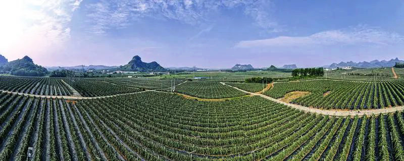 隆安縣金福火龍果種植基地充滿勃勃生機(jī)。 南寧市鄉(xiāng)村振興局供圖