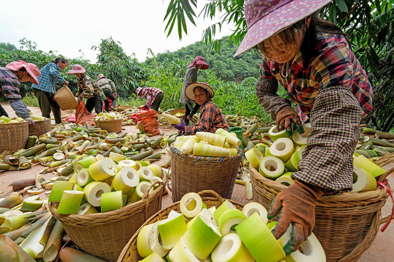整理打包新采收的麻竹筍。