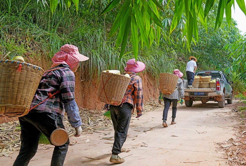 將麻竹筍搬運(yùn)裝車。