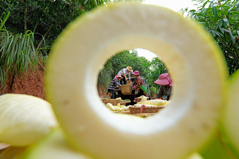 將麻竹筍打包裝車。