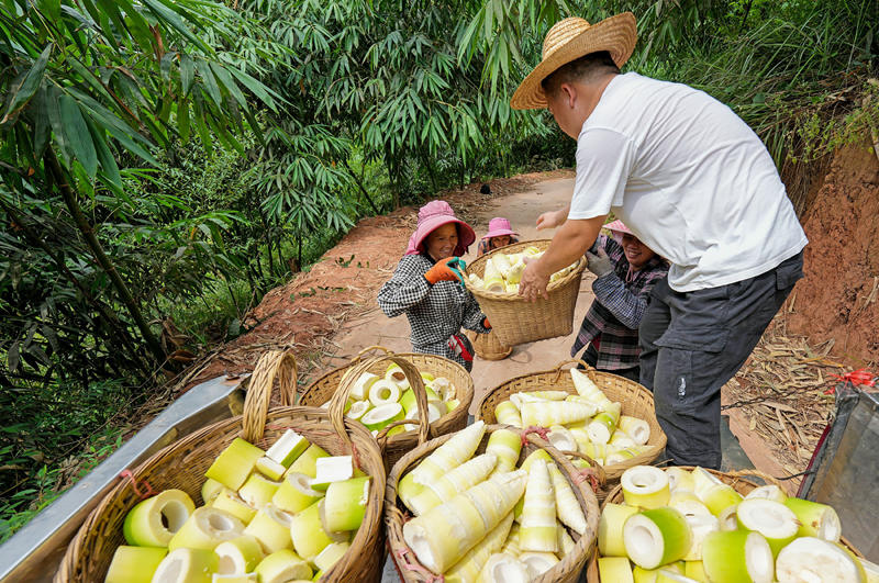 將麻竹筍搬運(yùn)裝車。