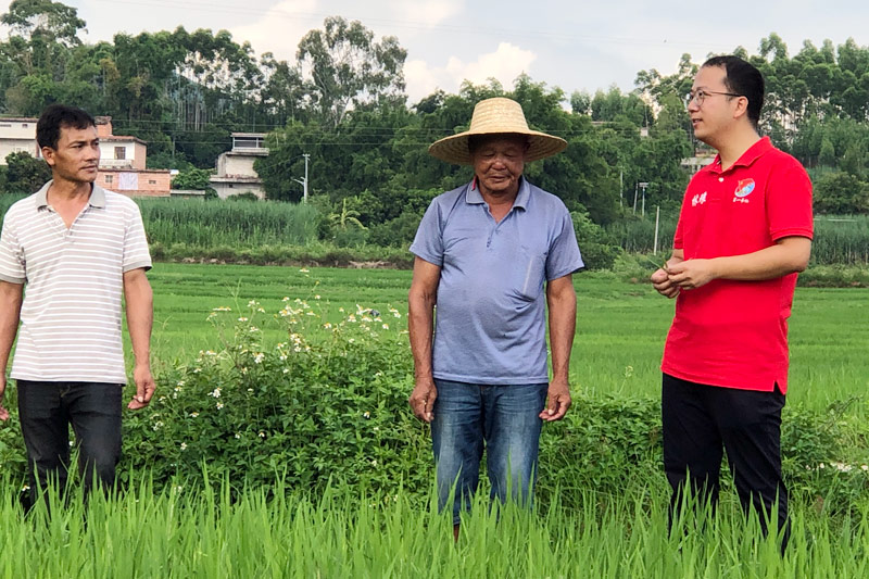 2021年8月到田間了解香糯種植情況。