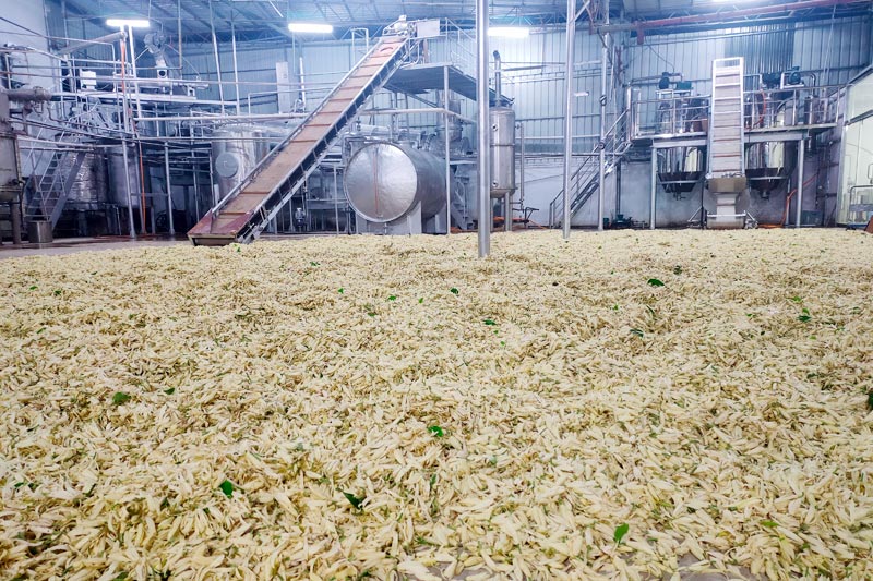 新橋村茉莉花精深加工產(chǎn)業(yè)。