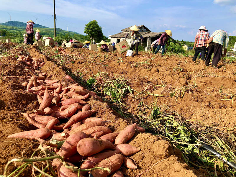 工人正在采挖紅薯。