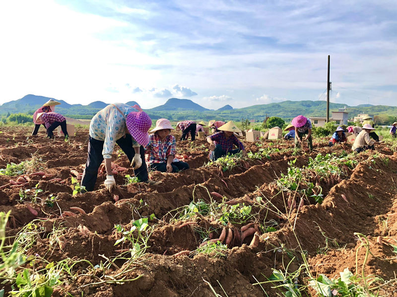 工人正在采挖紅薯。