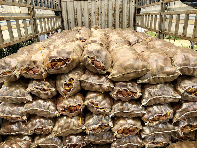 分揀后的紅薯裝車發(fā)往廣東。