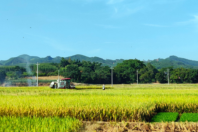 靈湖早稻收割。