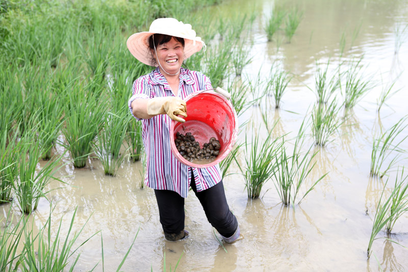 水田撈螺。