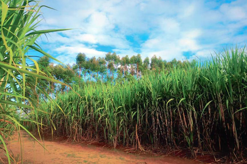 東西村甘蔗種植地。