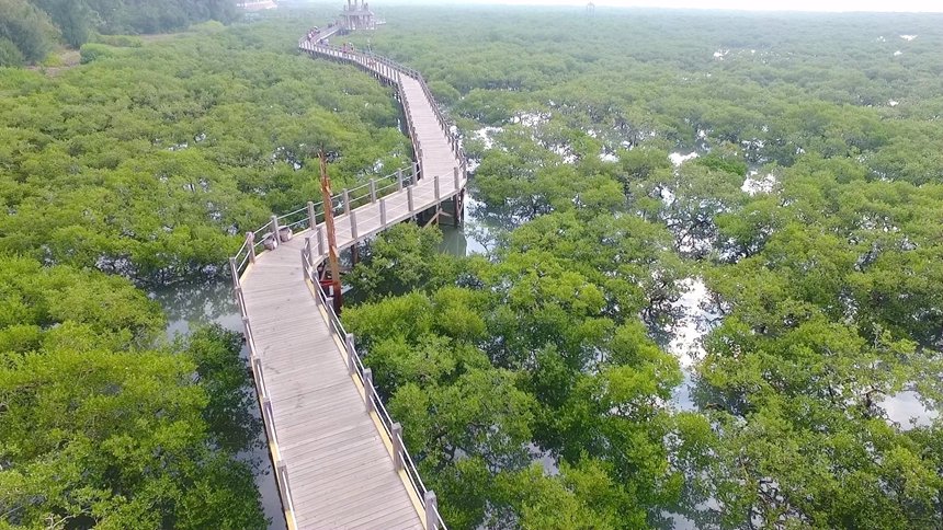 北海濱海濕地的紅樹林。