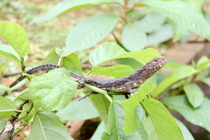 國(guó)家一級(jí)保護(hù)動(dòng)物鱷蜥。
