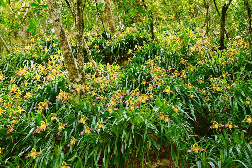 世界罕見的野生帶葉兜蘭群落。