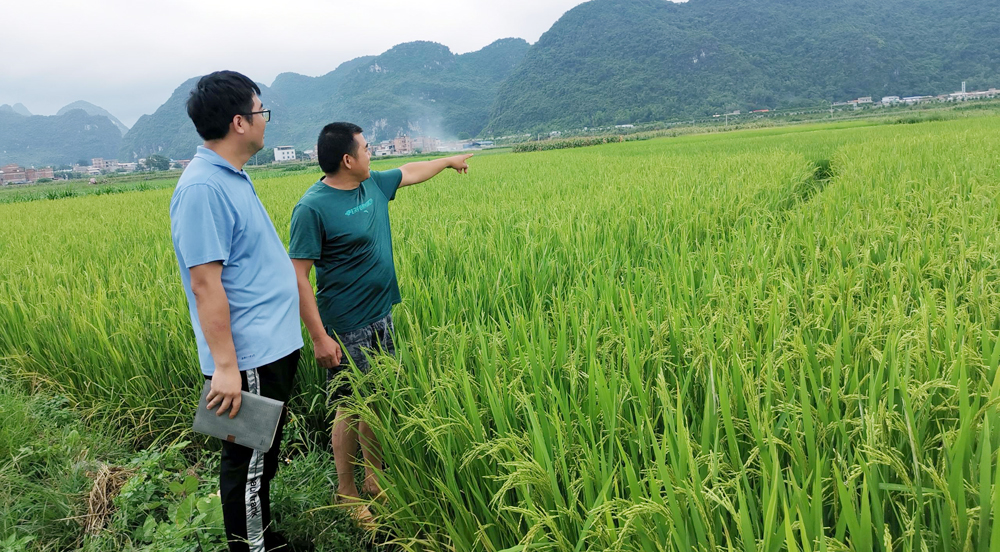 南寧產(chǎn)投工業(yè)園區(qū)：發(fā)揮后盾單位作用 產(chǎn)業(yè)“引擎”助力鄉(xiāng)村振興南寧產(chǎn)投工業(yè)園區(qū)開發(fā)有限責(zé)任公司作為橫州市百合鎮(zhèn)廟莊村定點(diǎn)幫扶單位，從實(shí)際出發(fā)，堅(jiān)持問題導(dǎo)向，利用自身優(yōu)勢(shì)資源，進(jìn)一步發(fā)揮好“村企聯(lián)建”優(yōu)勢(shì)，幫助脫貧人口持續(xù)增收。